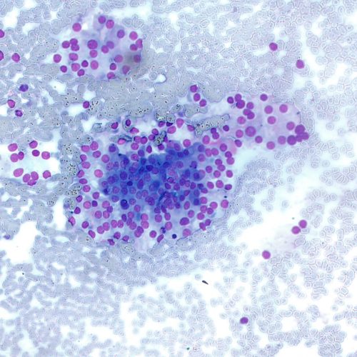 badanie-cytologiczne-w-weterynarii-zdj-1