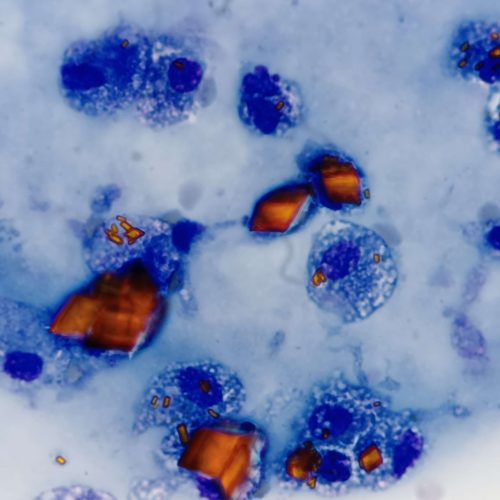 badanie-cytologiczne-w-weterynarii-zdj-2