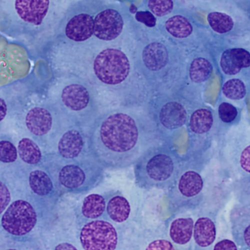 badanie-cytologiczne-w-weterynarii-zdj-3