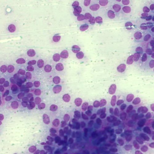 badanie-cytologiczne-w-weterynarii-zdj-4