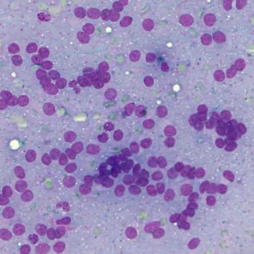 badanie-cytologiczne-w-weterynarii-zdj-5