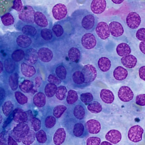 badanie-cytologiczne-w-weterynarii-zdj-6