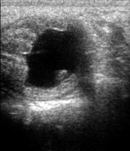 ciaza-u-klaczy-23-dzien-po-owulacji