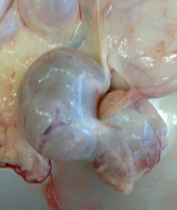 obraz-sekcyjny-jajnika-klaczy-po-owulacji-fot-a-zagrajczuk