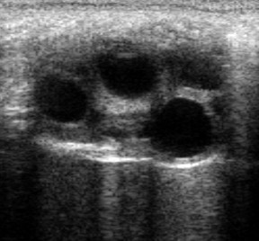 obraz-usg-jajnika-klaczy-z-malymi-pecherzykami