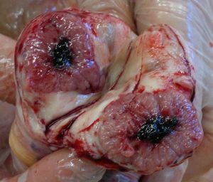 pbraz-sekcyjny-jajnika-klaczy-z-aktywnym-dojrzalym-cialkiem-zoltym