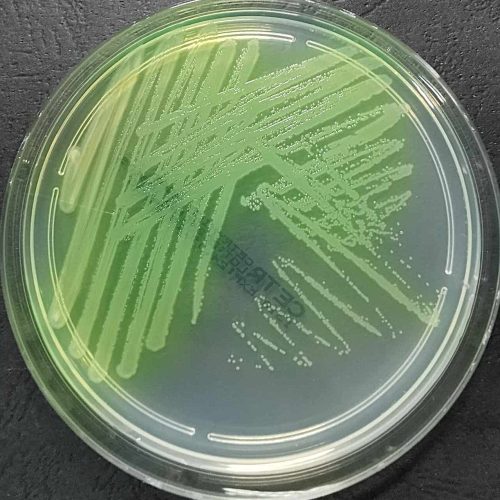 pseudomonas-aeruginosa-zdj-2